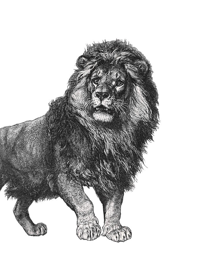 Lion in Black and White Digital Art by Madame Memento