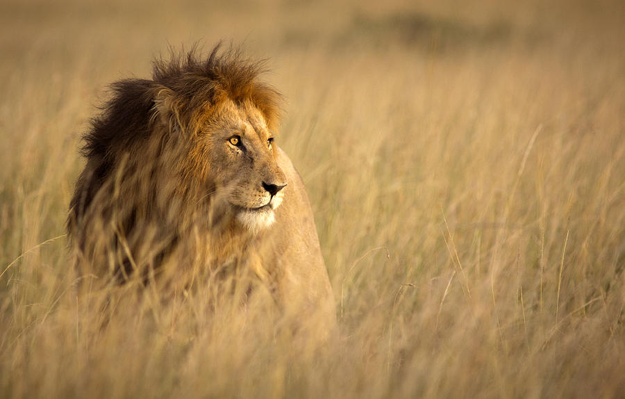 Lion in high grass Photograph by WLDavies