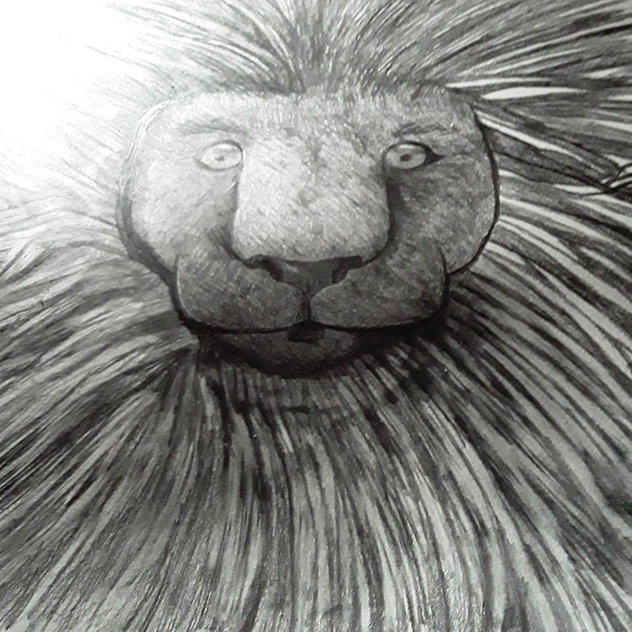 Lion Pencil Drawing Poster by Frank Hirschle  Displate