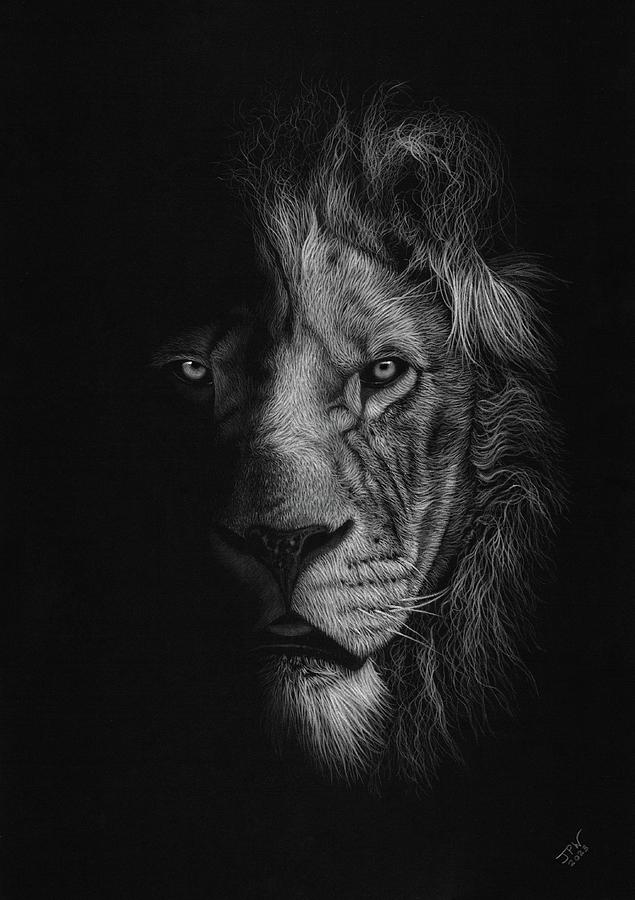 Wildlife Drawing - Lion in Shadow  by JPW Artist