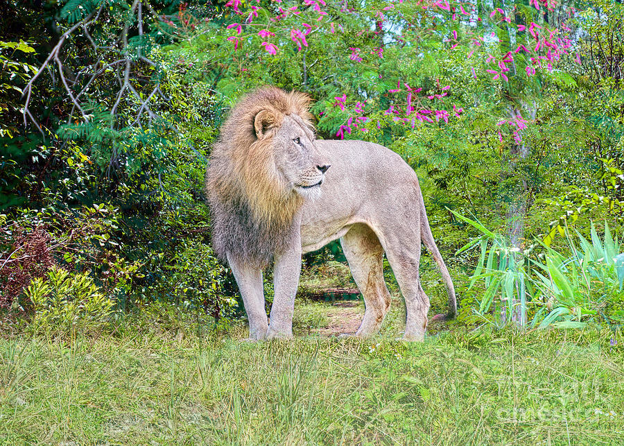 Lion in Spring Photograph by Judy Kay