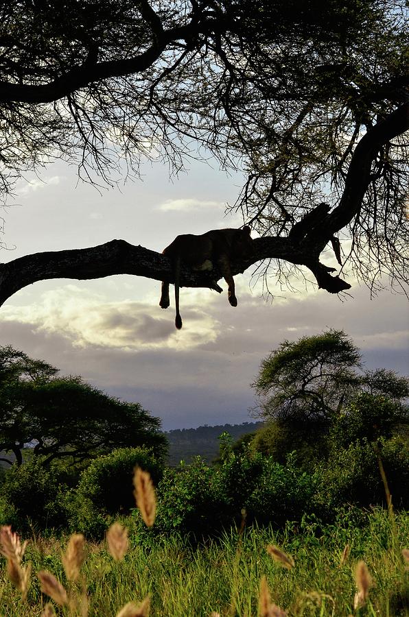 Lion in Waiting Photograph by Allen Coles - Fine Art America