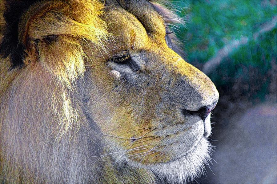 Lion Photograph by Jim Signorelli