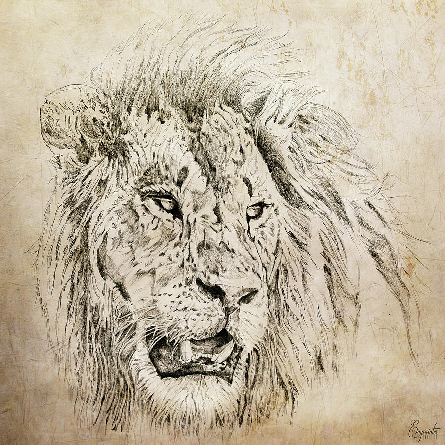 Lion, just a look Drawing by Empreintes Imagerie - Fine Art America