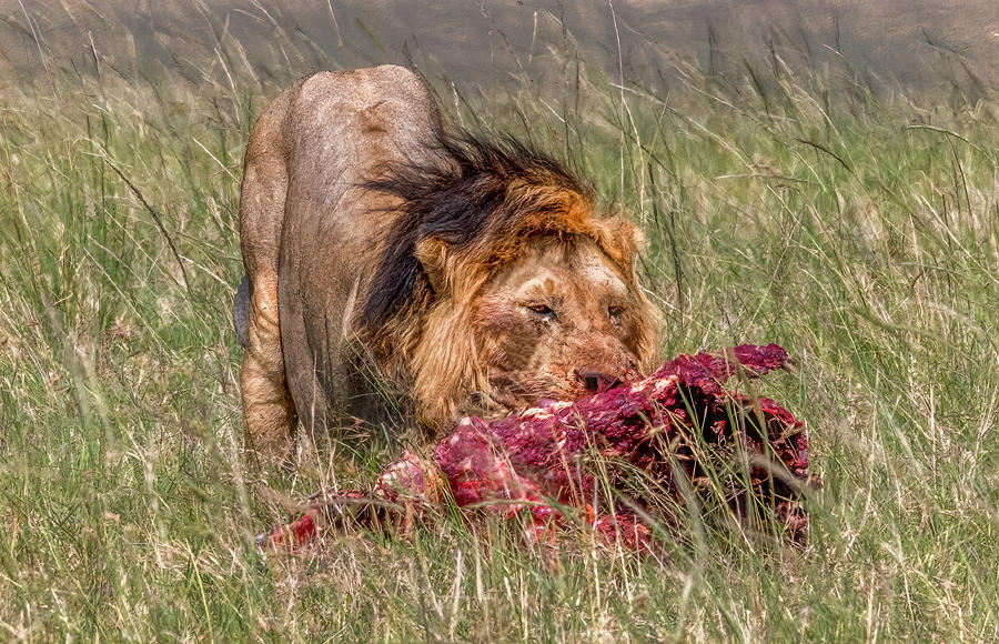 Lion Kill in Kenyas Maasai Mara Photograph by Marcy Wielfaert