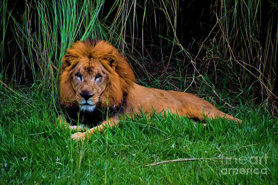 Lion King At Ukumari Photograph by Al Bourassa