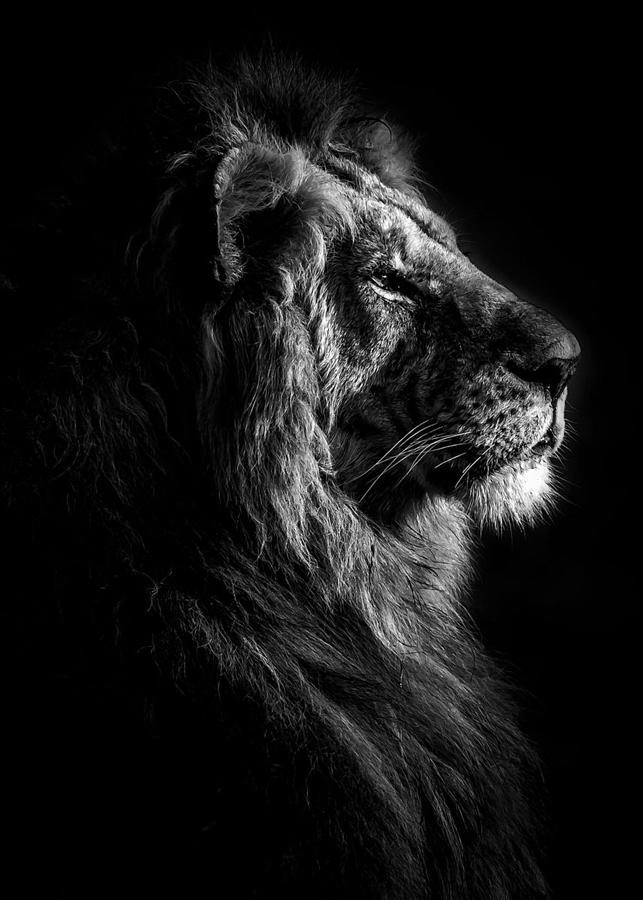 Lion king black and white Digital Art by Decor Studio | Pixels