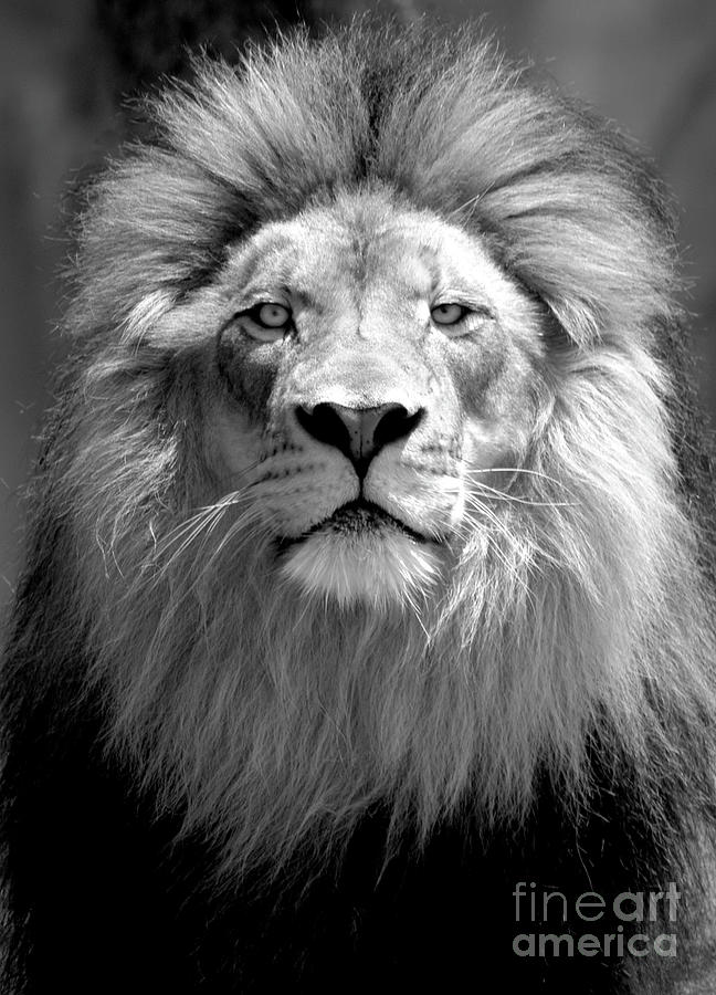 Lion King Black and White Portrait  Photograph by Gunther Allen