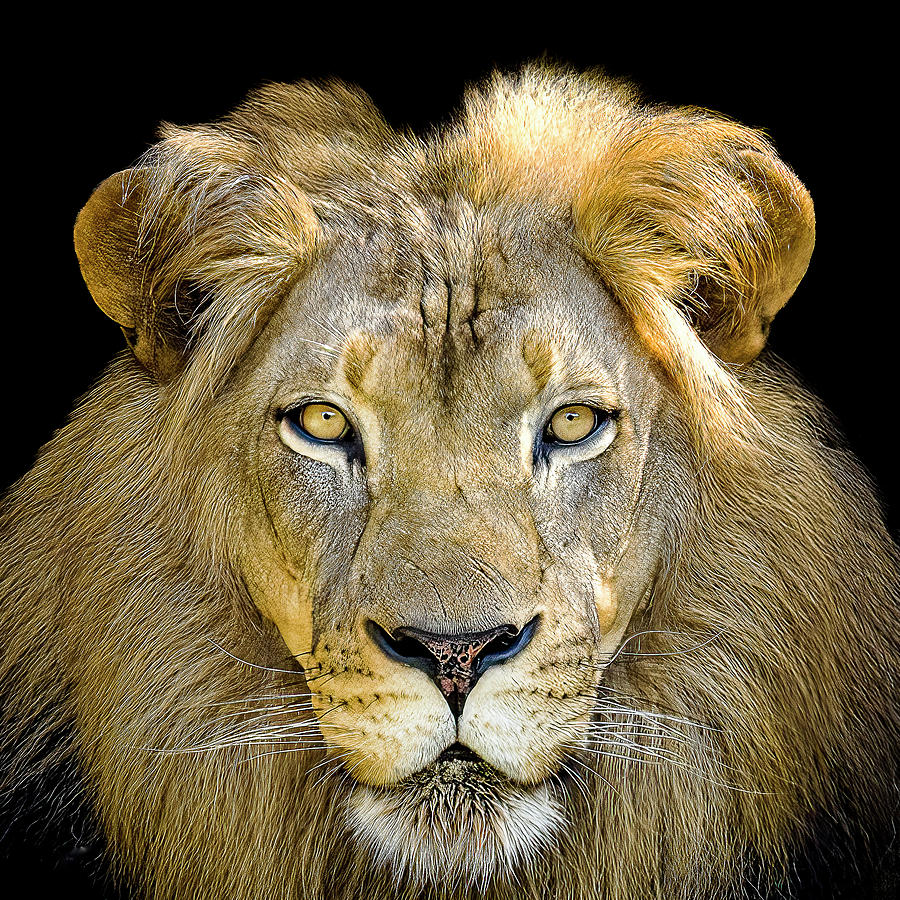 Lion King Photograph by Cheri Freeman