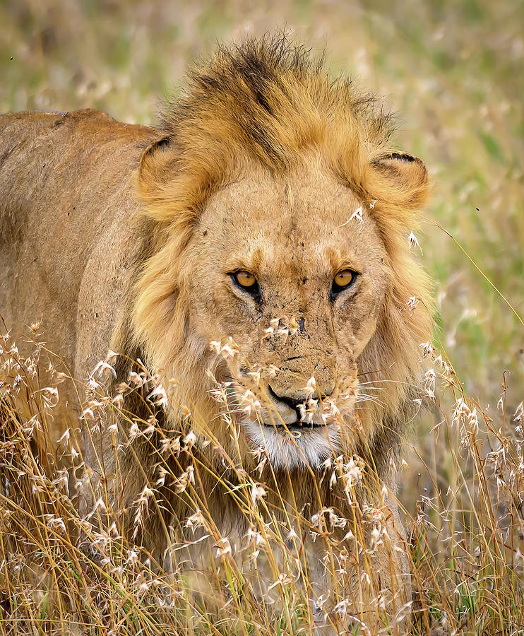 Lion King Photograph by David Hart