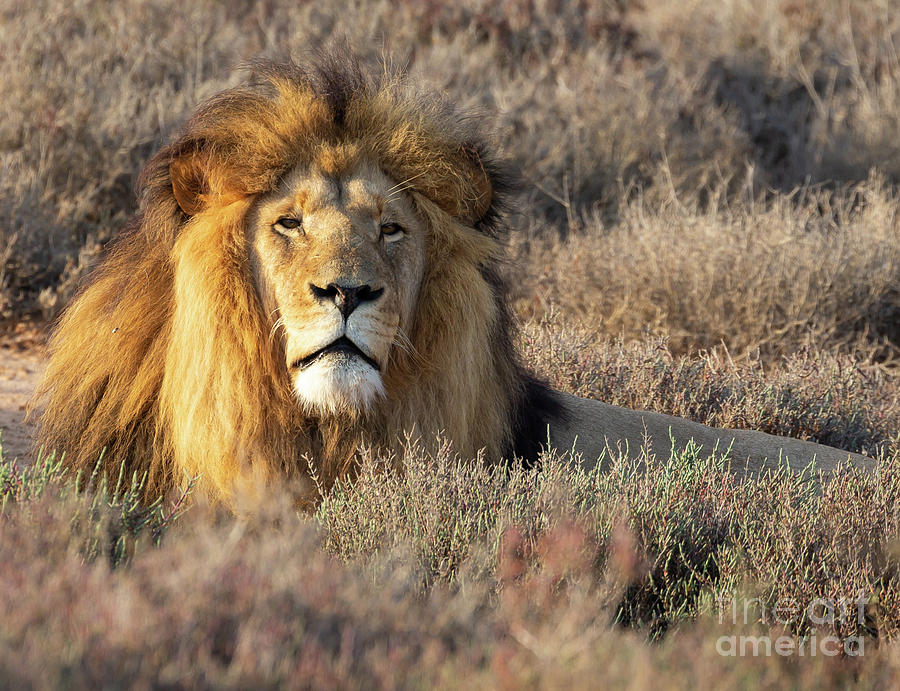 Lion King Photograph by Eva Lechner