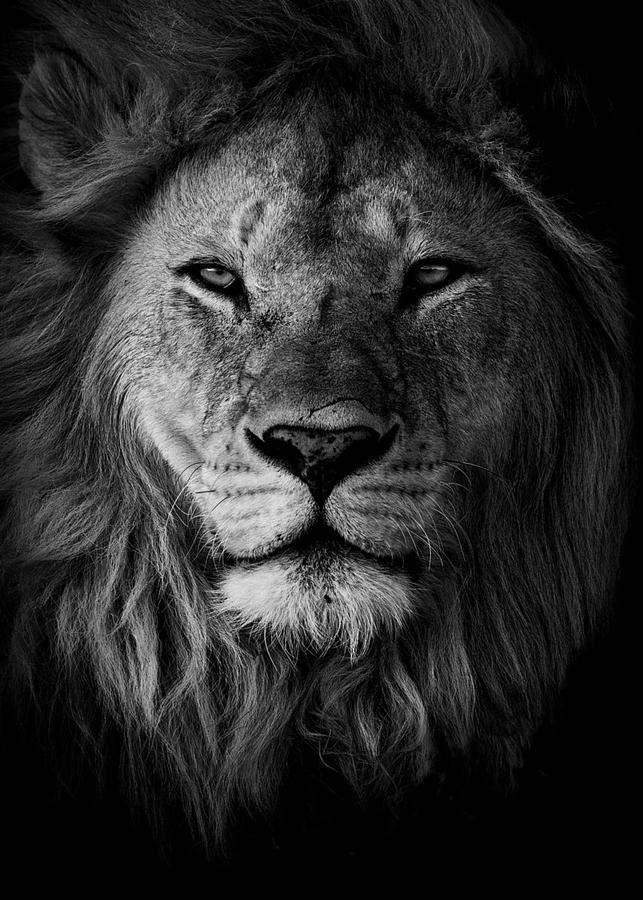 Lion king face poster Digital Art by Decor Studio | Pixels
