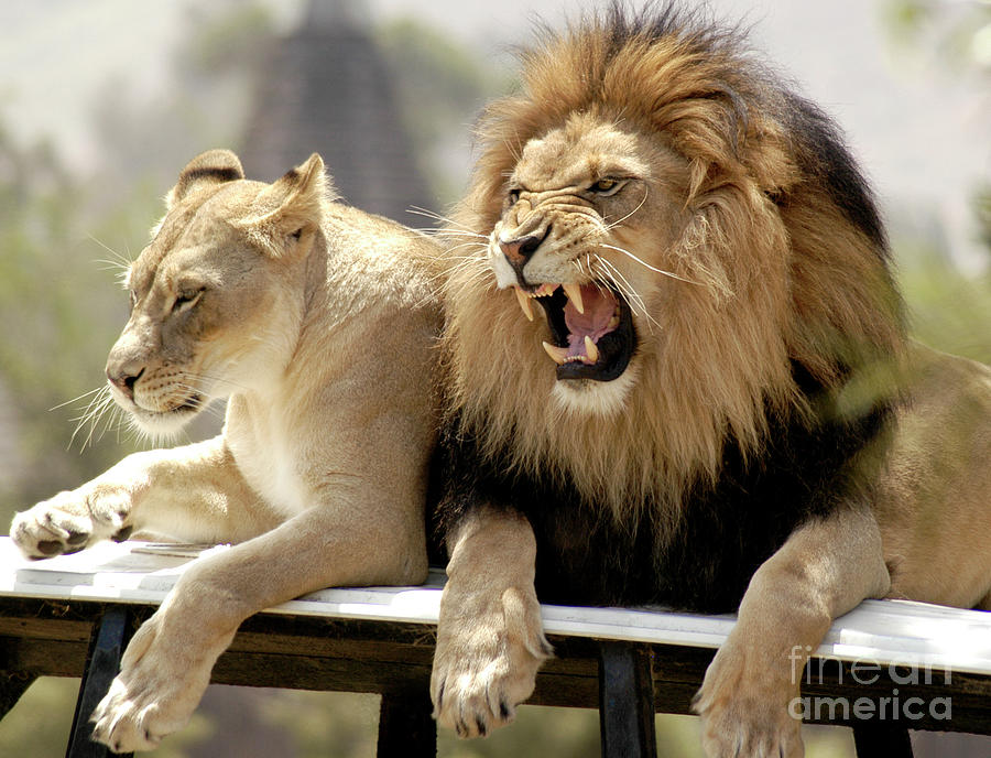 Lion King not in the mood  Photograph by Gunther Allen