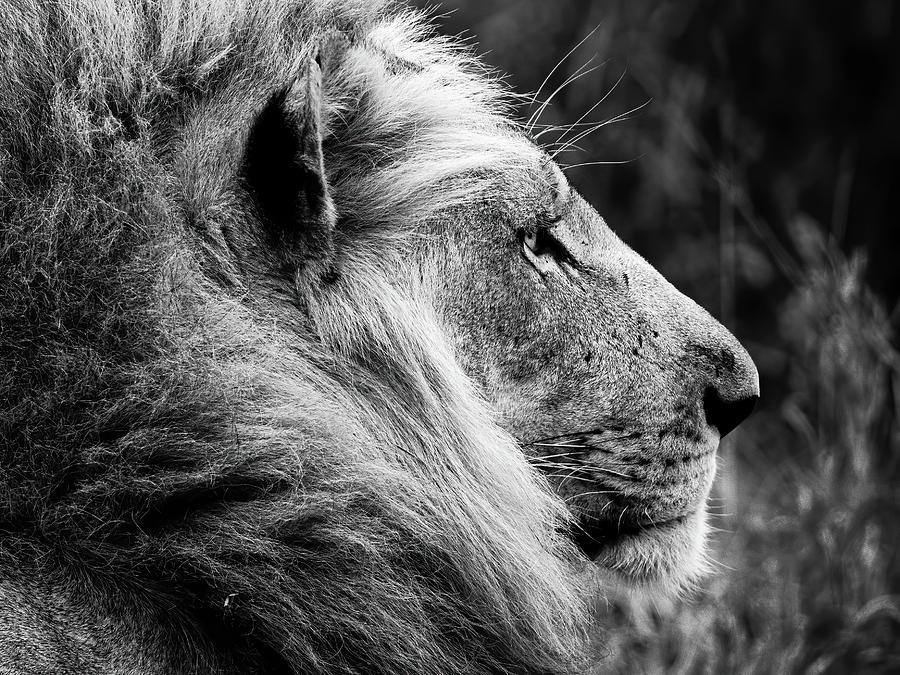 Lion, king of the jungle Photograph by Bouke Lolkema - Pixels