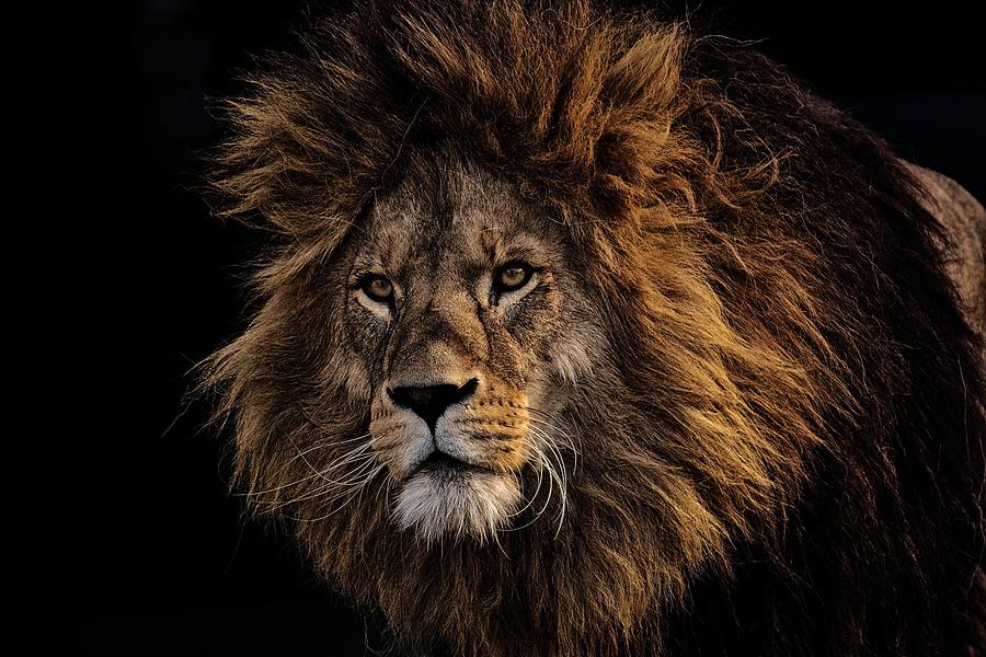 Lion, King of the Safari Photograph by Kevin Karlstrom - Fine Art America