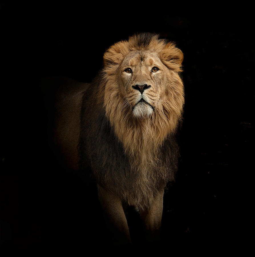 Lion King Portrait Photograph by Julien - Fine Art America