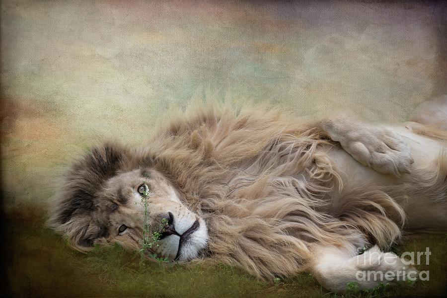 Wildlife Photograph - Lion King Resting by Eva Lechner