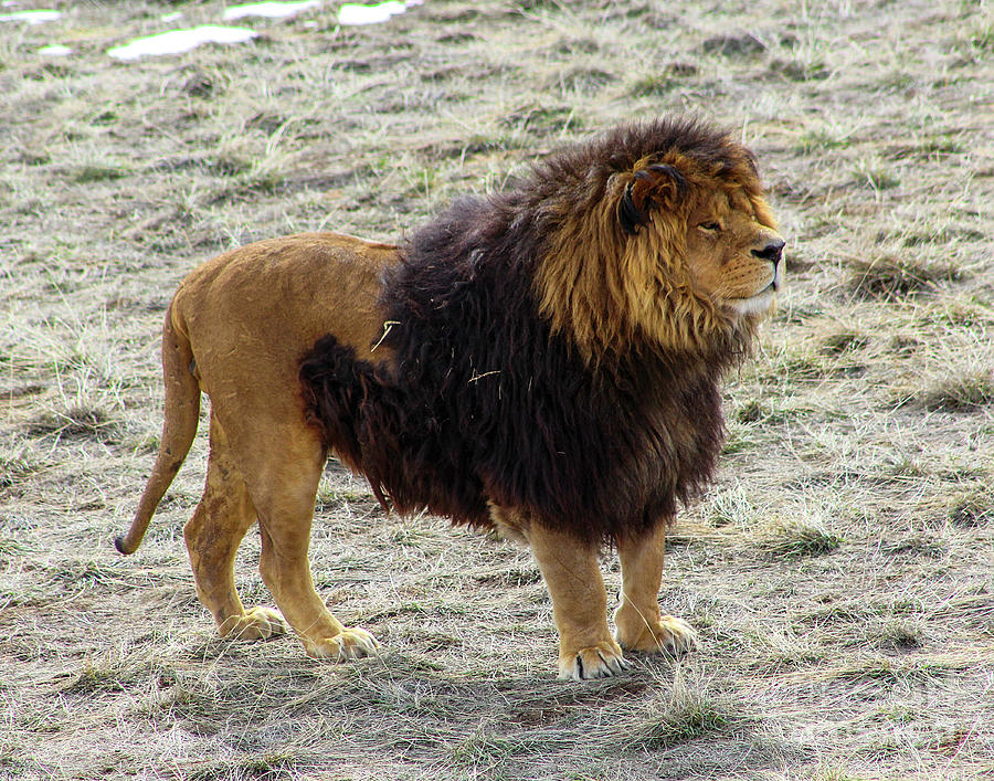 Lion King Photograph by Shirley Dutchkowski