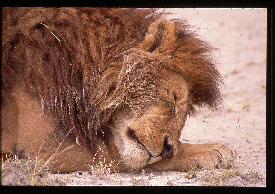 Lion King Sleeping Photograph by Russel Considine