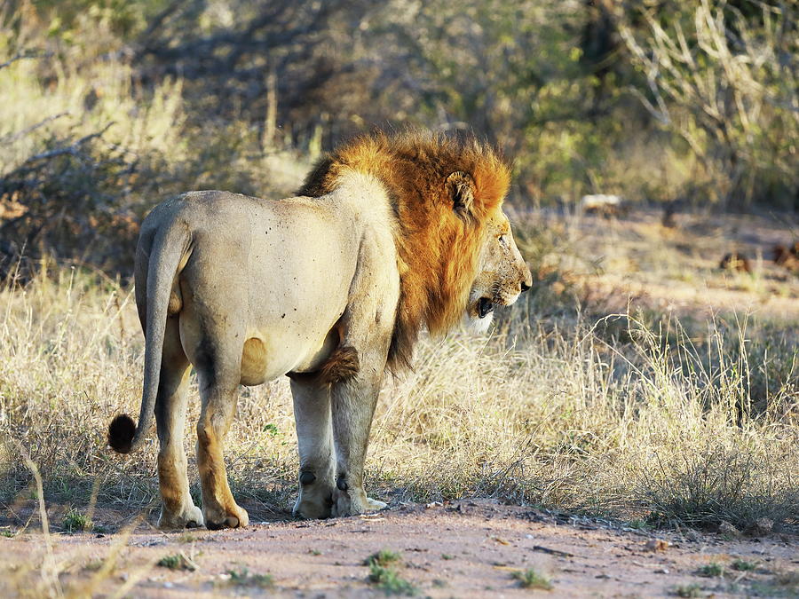 Lonely lion Photograph by Alex Nikitsin - Fine Art America