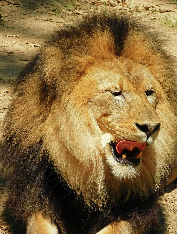 Lion Licking His Chops Photograph by Emmy Marie Vickers