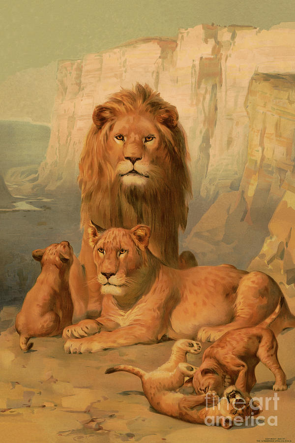 Lion, lioness and cubs Drawing by Heidi De Leeuw