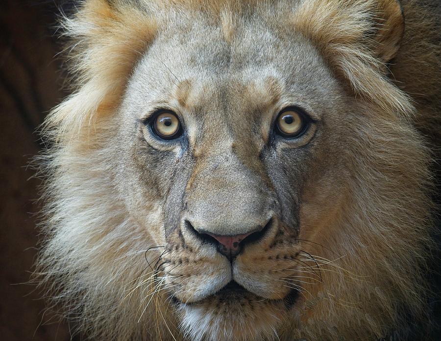 Lion looking at you Photograph by Michael Rodock - Fine Art America