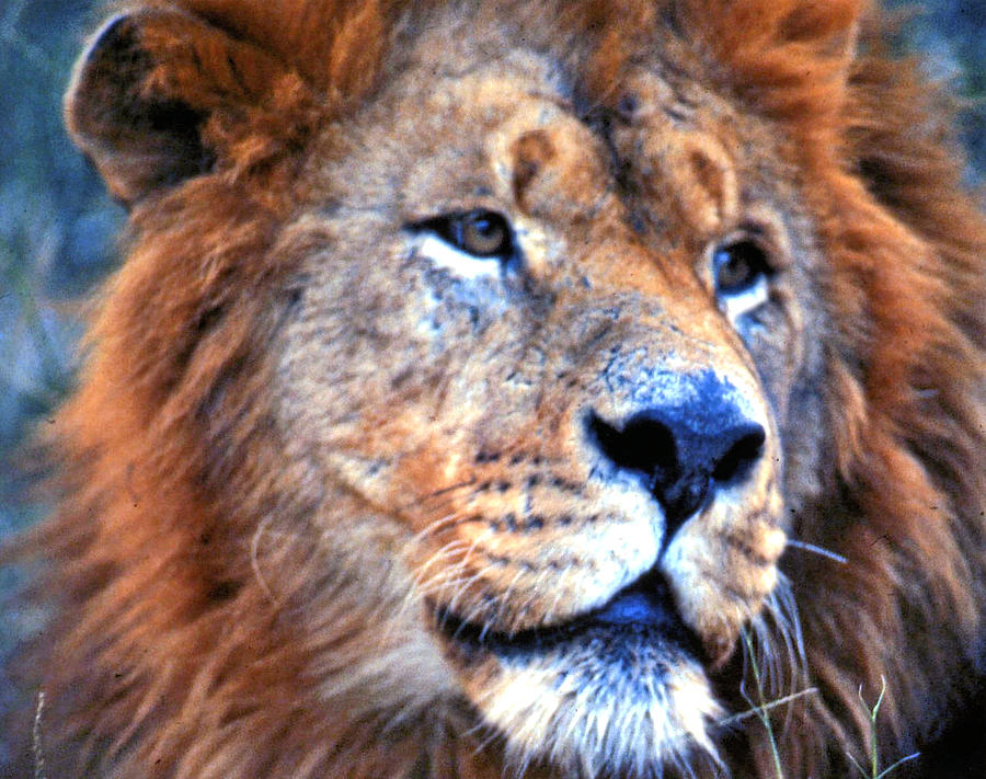 Lion Looking Left Photograph by Russel Considine