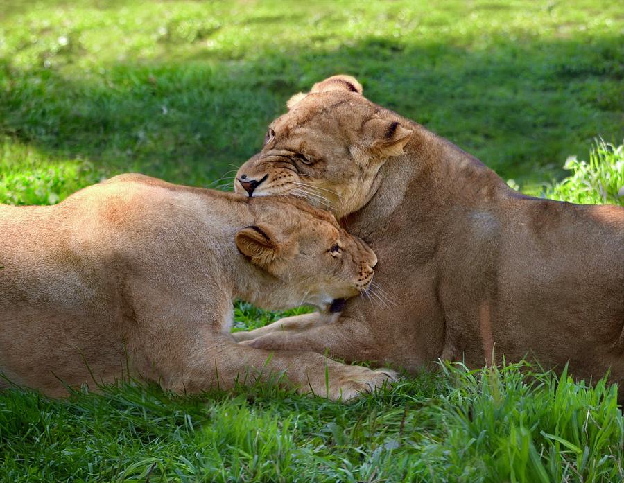 Lion Love Bites Photograph by Richard Bryce and Family