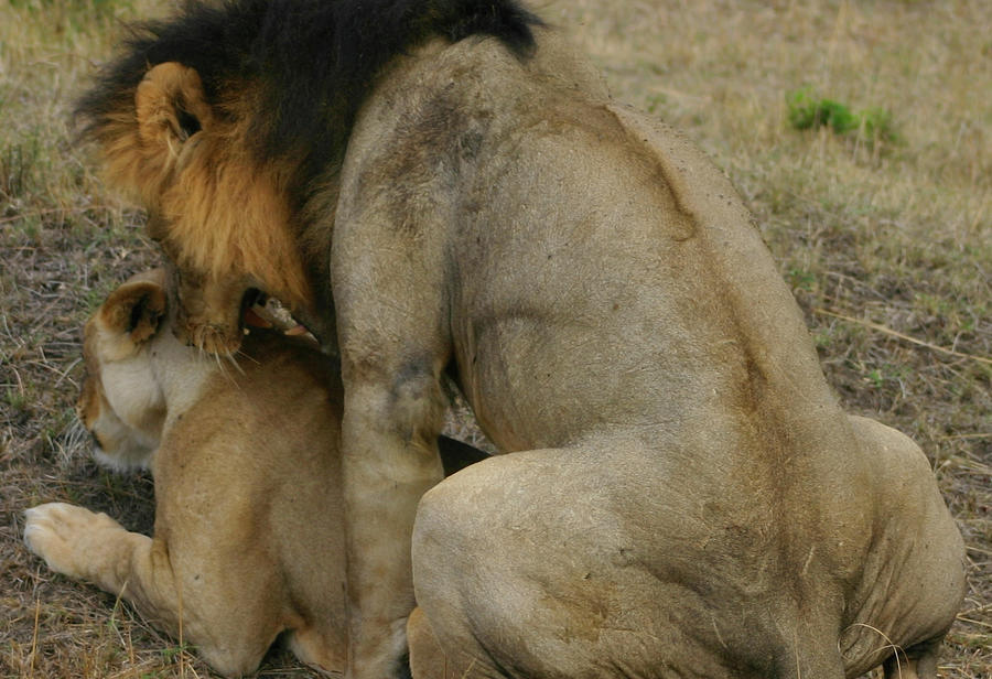 Lion Love Photograph by Gene Taylor