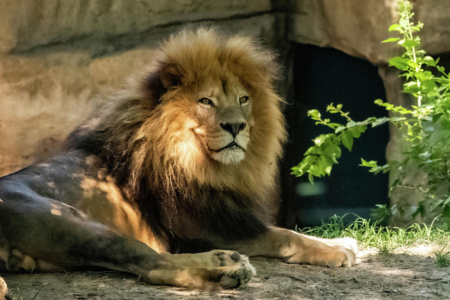 Lion Lying Photograph by Stephen Jesurun - Fine Art America