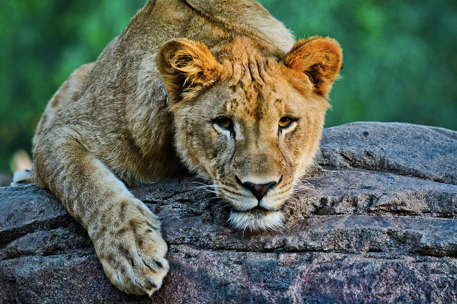 Lion Magic Hour Photograph by Kyle Hanson