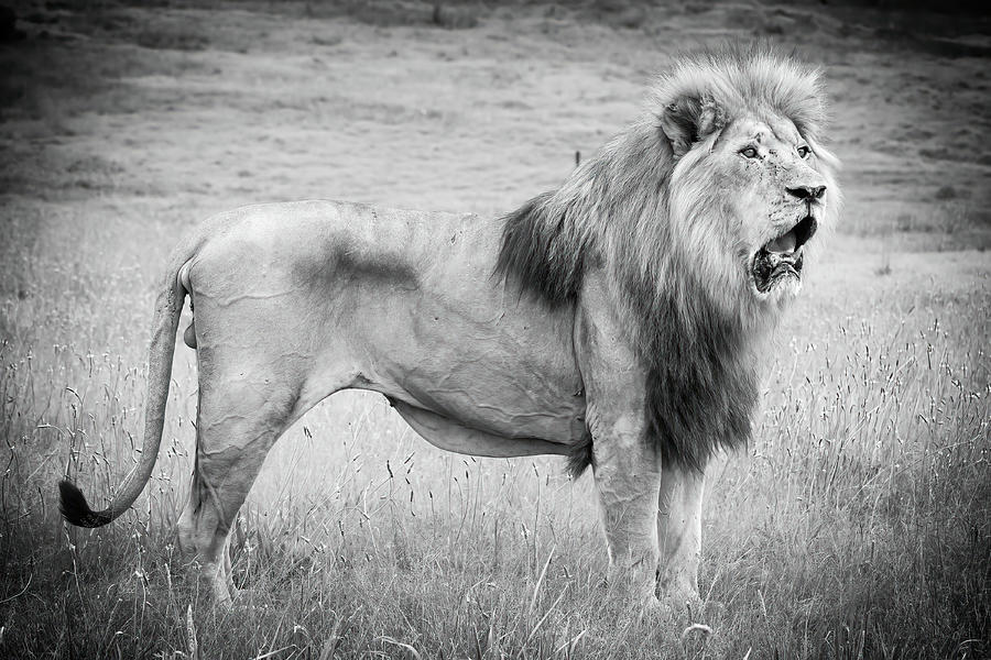 Lion Male Photograph by Keith Carey