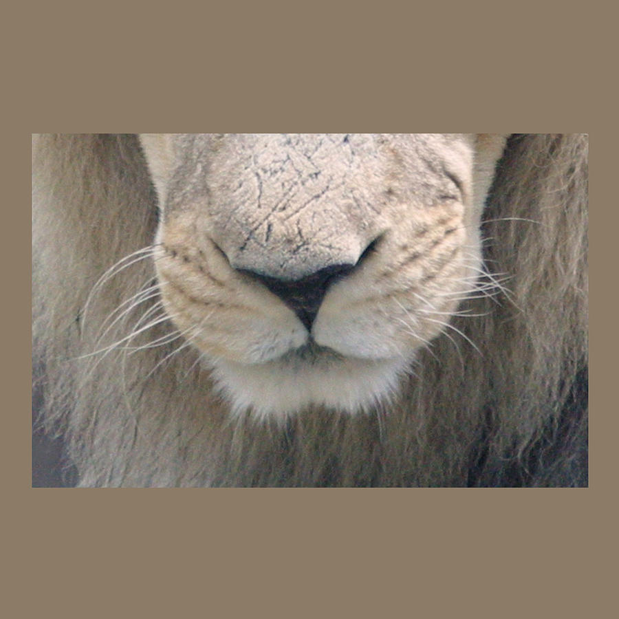 Lion Muzzle Mask Photograph by Miriam A Kilmer