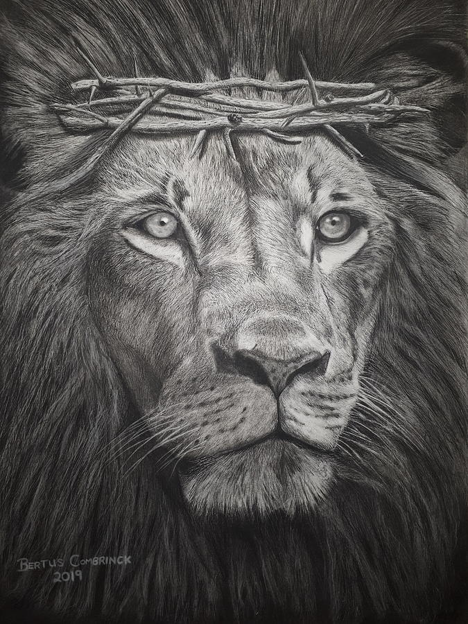 Animal Drawing - Lion Of Judah by Bertus Combrinck