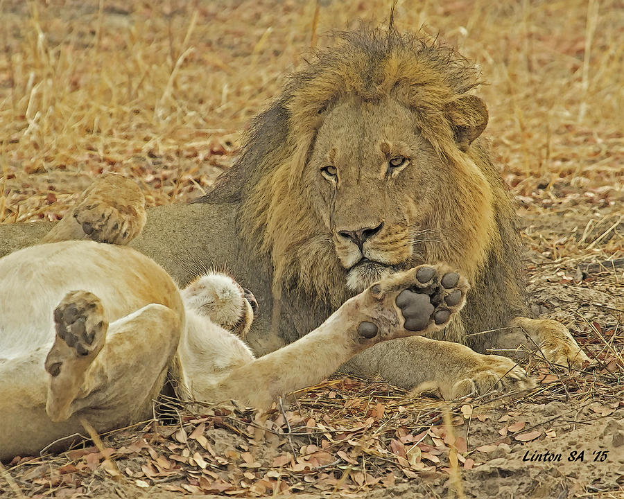 Lion Pair Cps Digital Art by Larry Linton