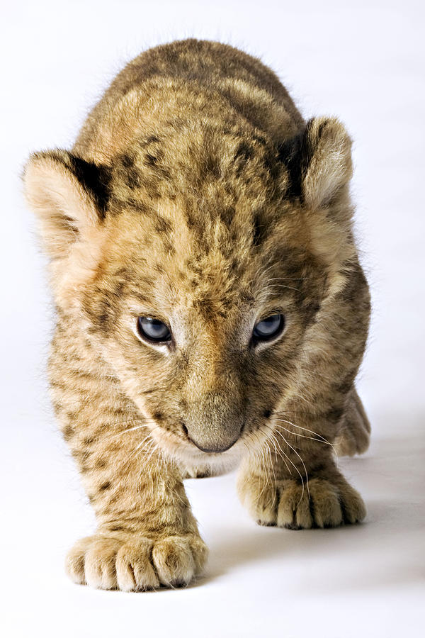 Lion (Panthera leo). Lion cub against white background. Studio shot. Dist. Sub-Saharan Africa. Photograph by Martin Harvey