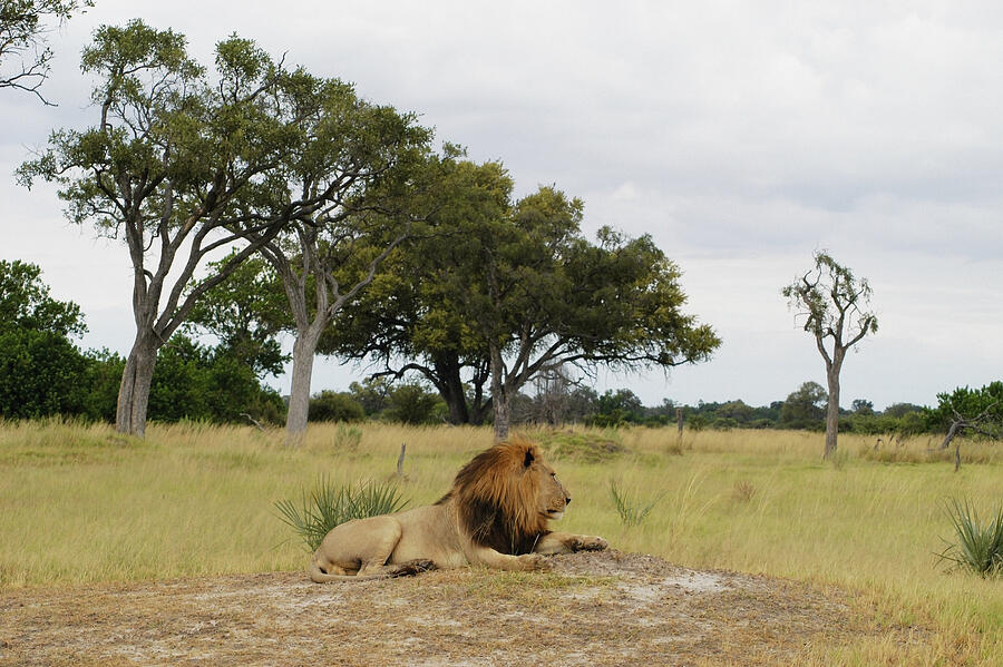 Lion (Panthera leo) resting in a forest, Okavango Delta, Botswana Photograph by Glowimages