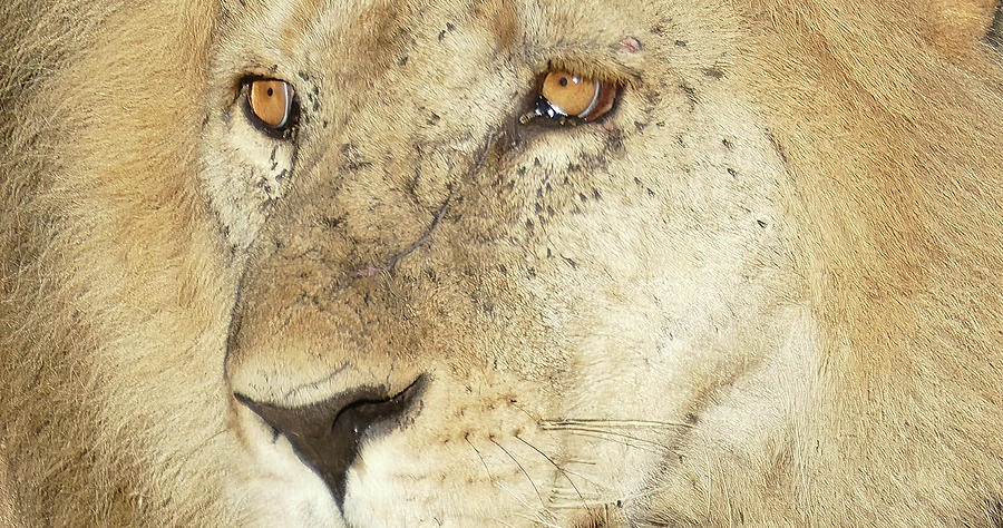 Lion  Panthera leo  resting, Ngorongoro Crater Photograph by Steve Estvanik