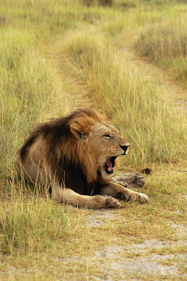Lion (Panthera leo) sitting in a path and yawning, Okavango Delta, Botswana Photograph by Glowimages