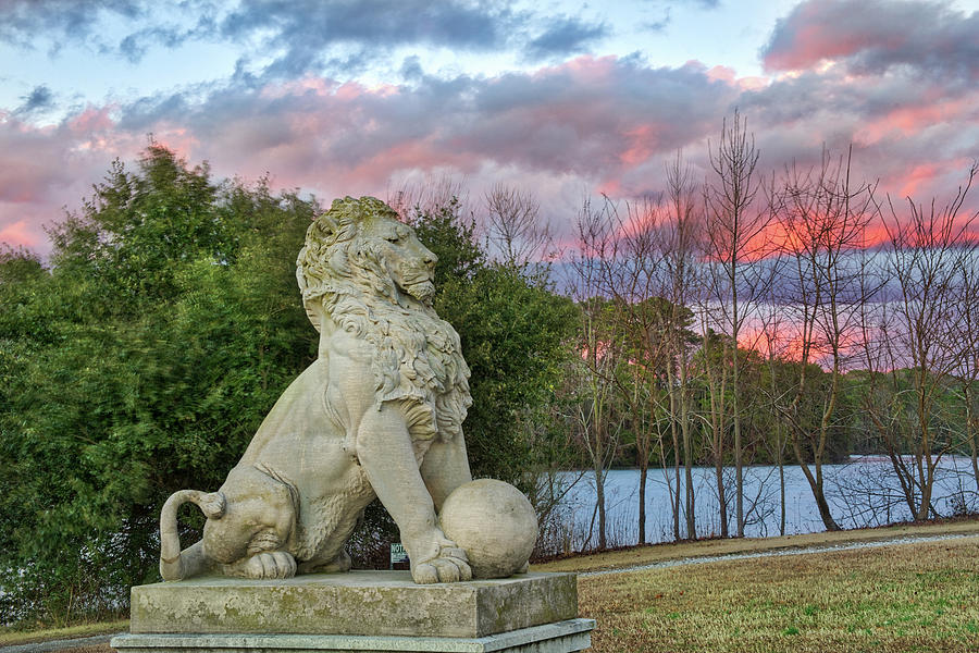 Lion Pastel Sunset Photograph by Jerry Gammon