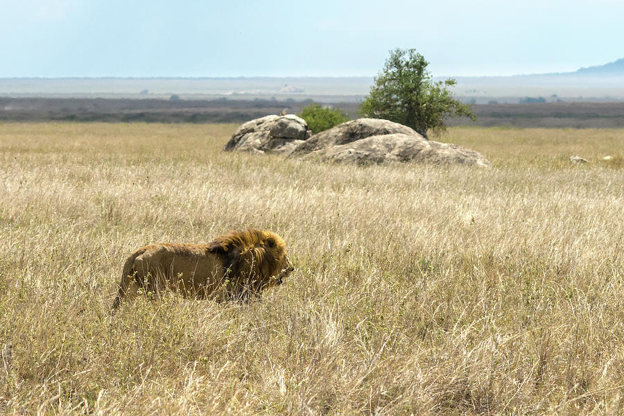 Lion Patrol Photograph by Adrian O Brien