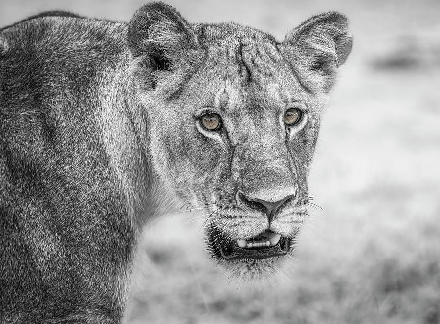 Black And White Photograph - Lion Portrait Zimbabwe Africa by Joan Carroll