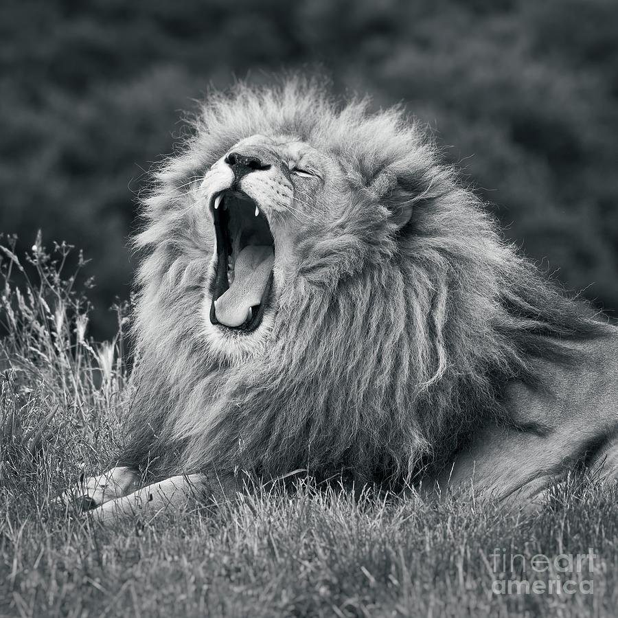 Lion Portrait - 2 - King Cat Photograph by Philip Preston