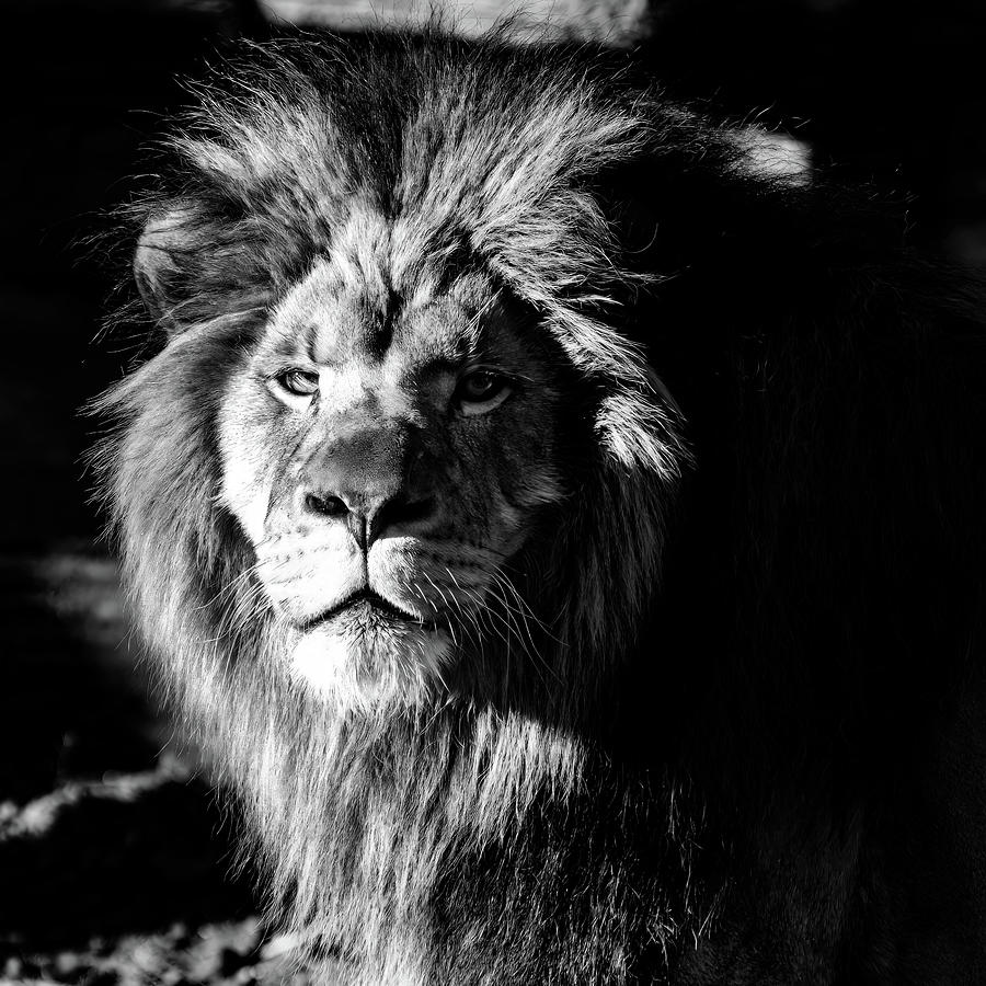 Lion portrait BW Photograph by Flees Photos