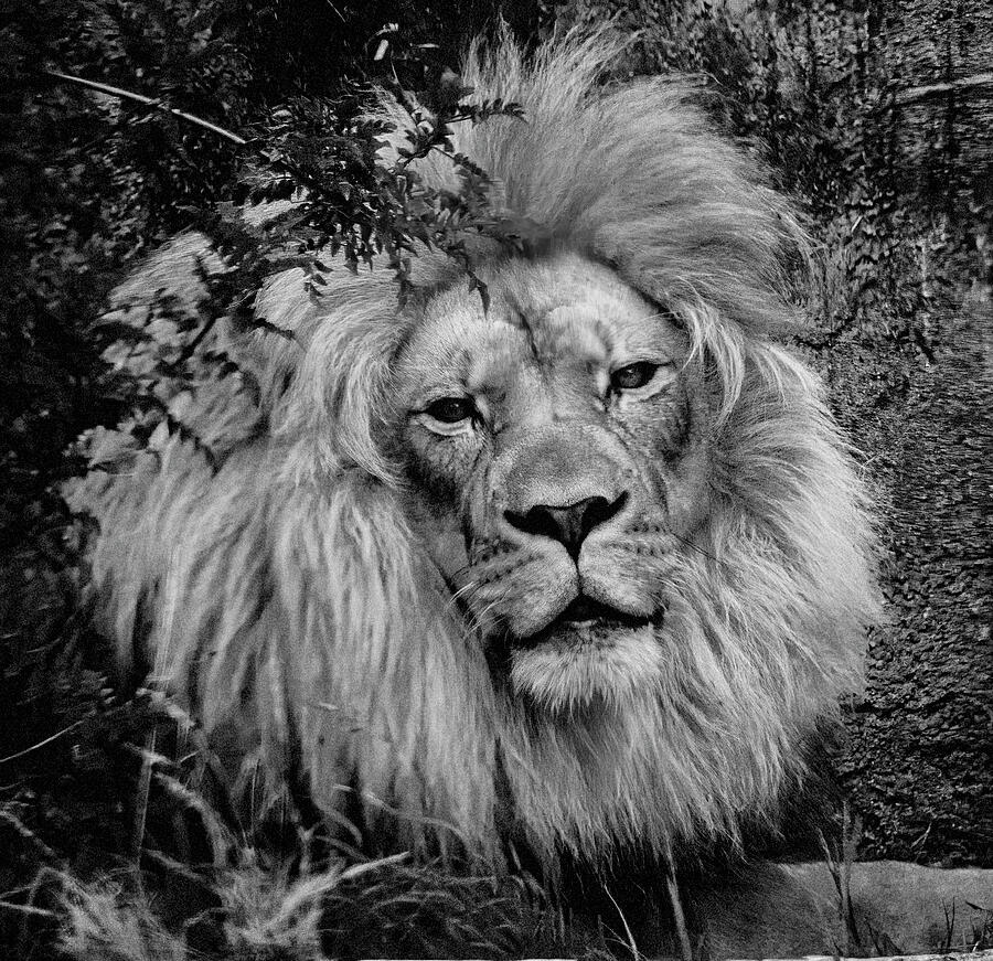 Lion Portrait Photograph by Garry Gay