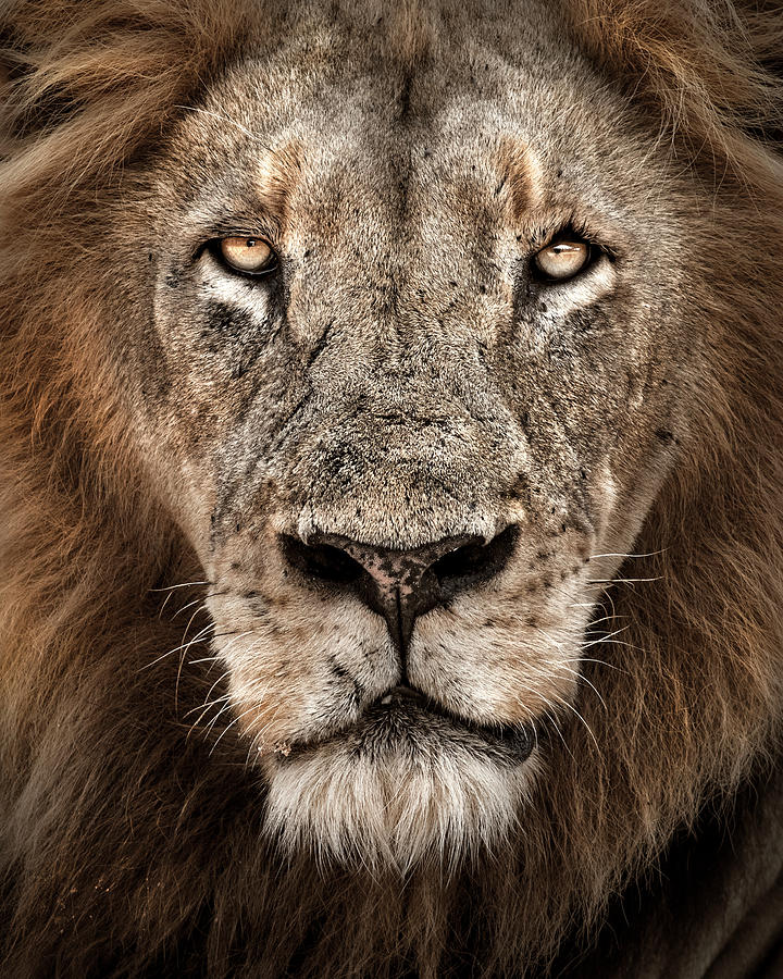 Lion Portrait Photograph by Henrico Muller - Fine Art America