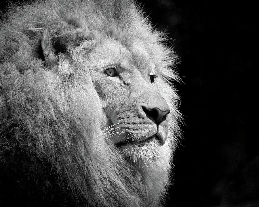 Lion Portrait II Photograph by Minimalist Design - Fine Art America