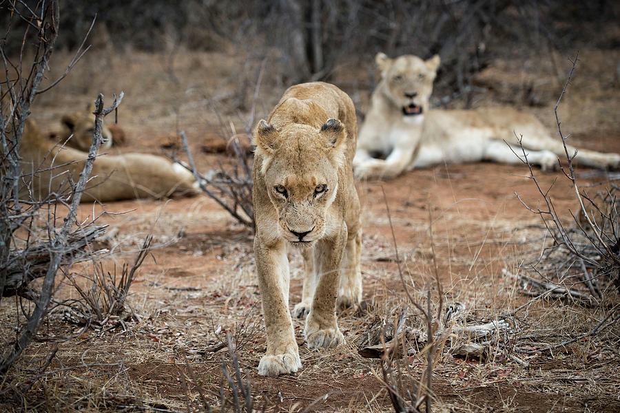 Lion Pride Photograph by Bill Cubitt