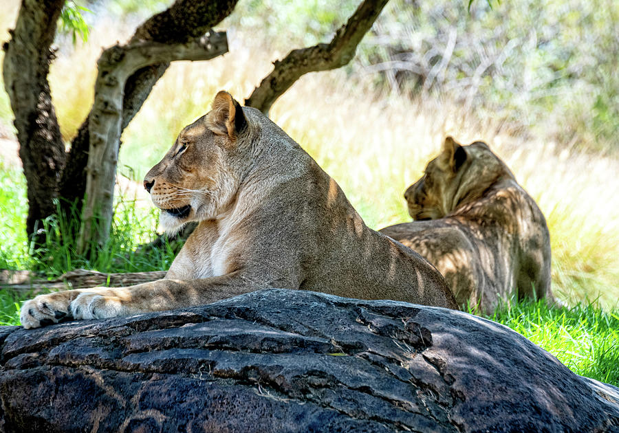 Nature Photograph - Lion Pride by Camille Lopez